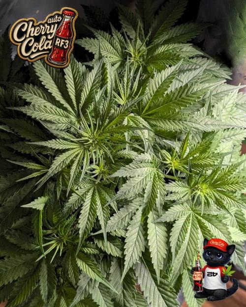 Cherry Cola RF3 to wash it down. Week 5