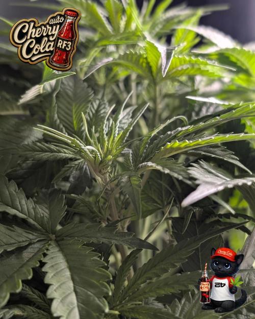 Cherry Cola RF3 to wash it down. Week 5