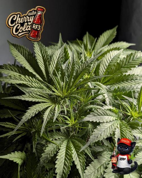 Cherry Cola RF3 to wash it down. Week 5