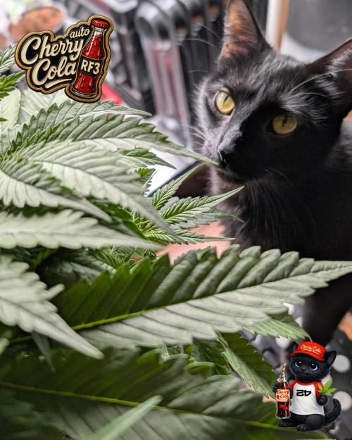 Cherry Cola RF3 to wash it down. Week 5