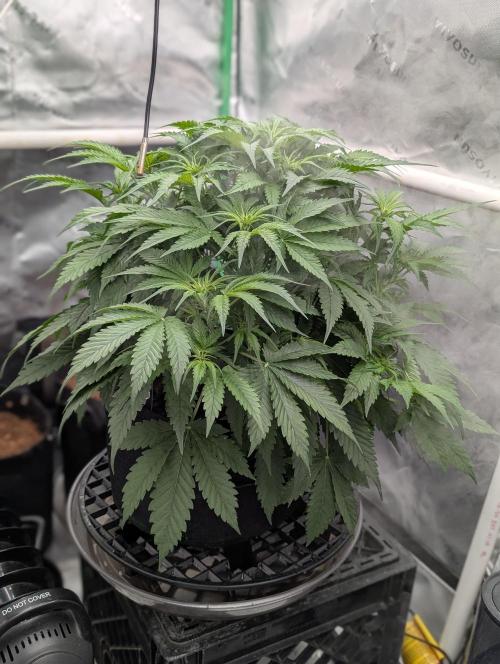 Cherry Cola RF3 to wash it down. Week 5