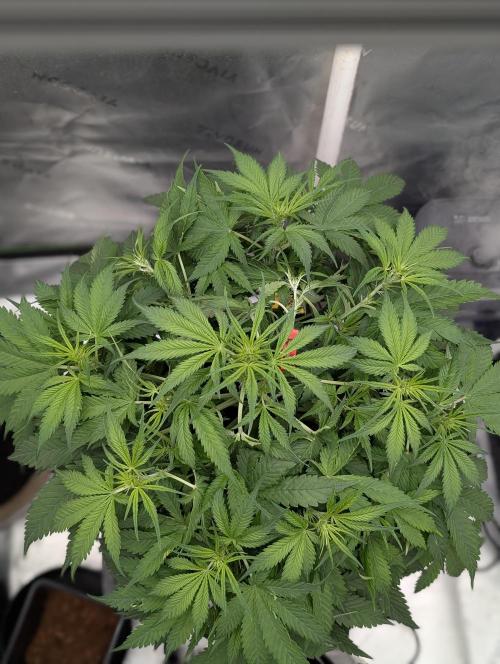 Cherry Cola RF3 to wash it down. Week 5