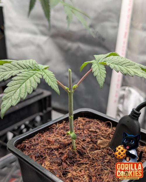 Fast Gorilla Cookies. Week 3