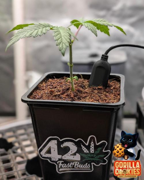 Fast Gorilla Cookies. Week 3