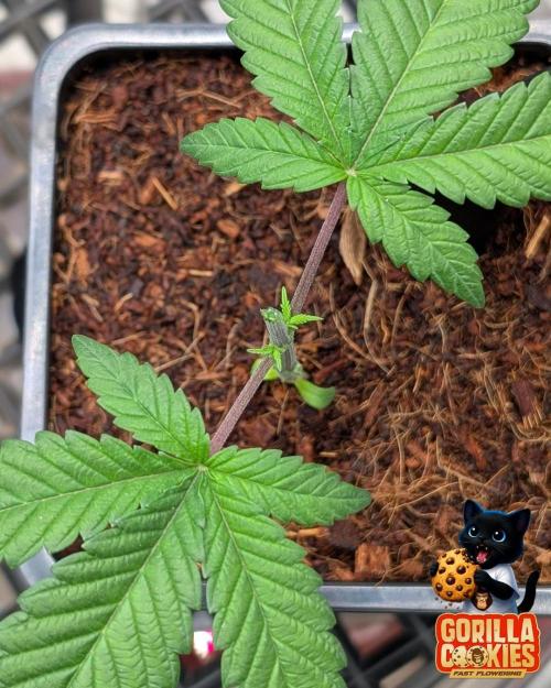 Fast Gorilla Cookies. Week 3