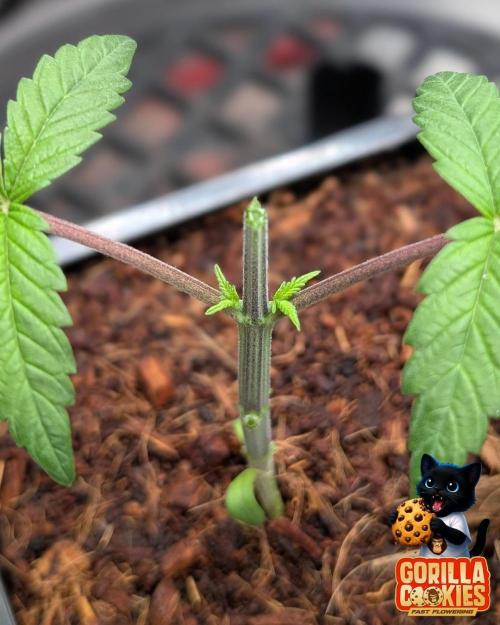 Fast Gorilla Cookies. Week 3