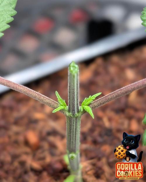 Fast Gorilla Cookies. Week 3
