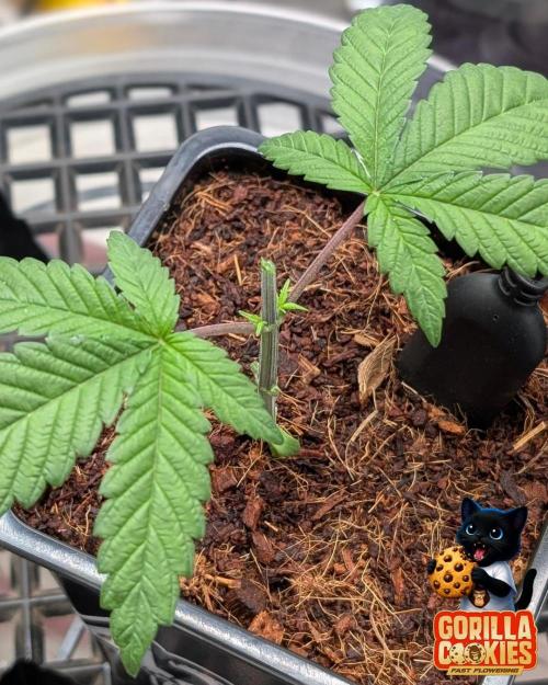 Fast Gorilla Cookies. Week 3