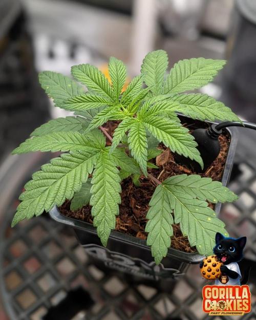 Fast Gorilla Cookies. Week 3