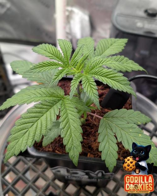 Fast Gorilla Cookies. Week 3