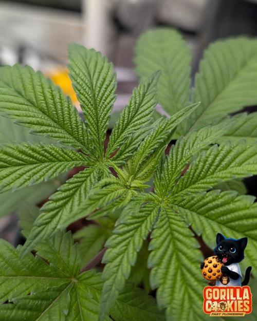 Fast Gorilla Cookies. Week 3