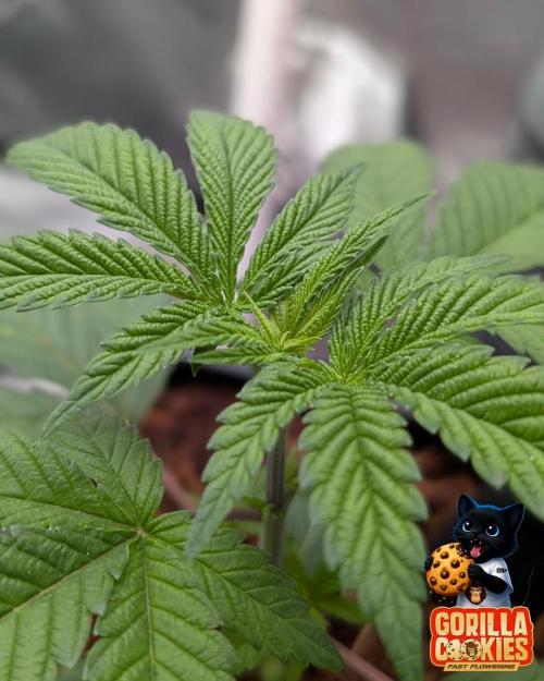 Fast Gorilla Cookies. Week 3