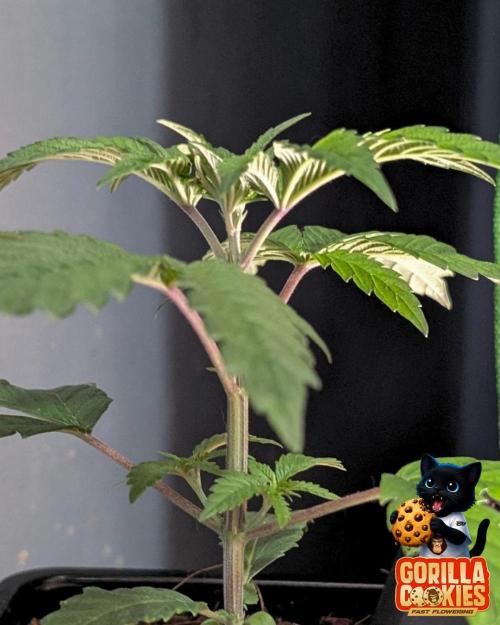 Fast Gorilla Cookies. Week 3