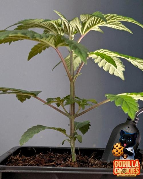 Fast Gorilla Cookies. Week 3