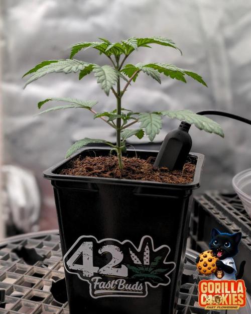 Fast Gorilla Cookies. Week 3