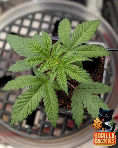 Fast Gorilla Cookies. Week 3