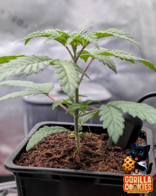 Fast Gorilla Cookies. Week 3