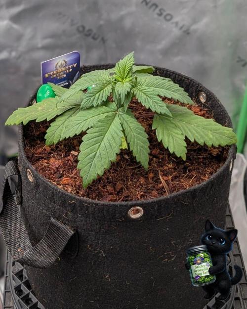 Eternity 2026. Week 3