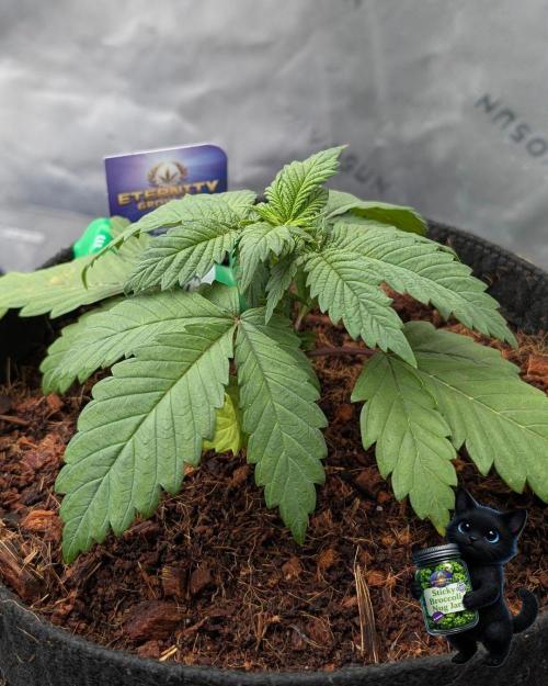 Eternity 2026. Week 3