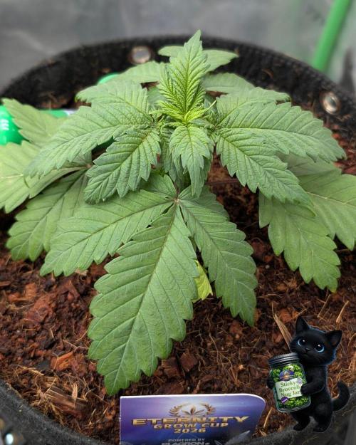 Eternity 2026. Week 3