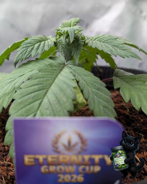 Eternity 2026. Week 3