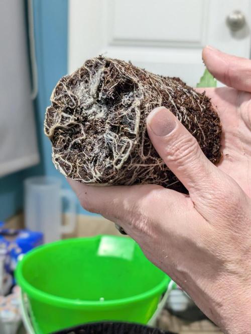 Eternity 2026. Week 3