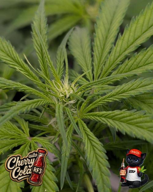 Cherry Cola RF3 to wash it down. Week 6