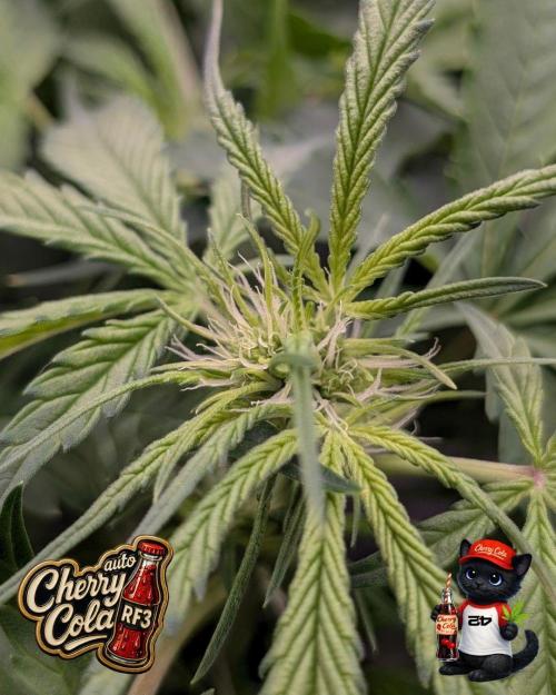 Cherry Cola RF3 to wash it down. Week 6