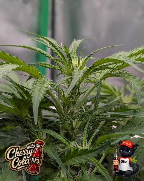 Cherry Cola RF3 to wash it down. Week 6
