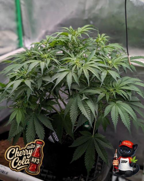 Cherry Cola RF3 to wash it down. Week 6