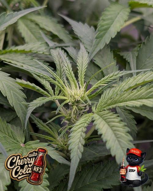 Cherry Cola RF3 to wash it down. Week 6