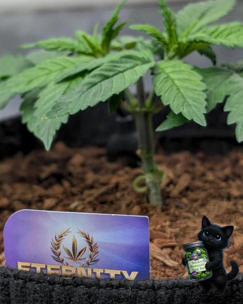 Eternity 2026. Week 4