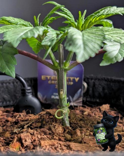 Eternity 2026. Week 4