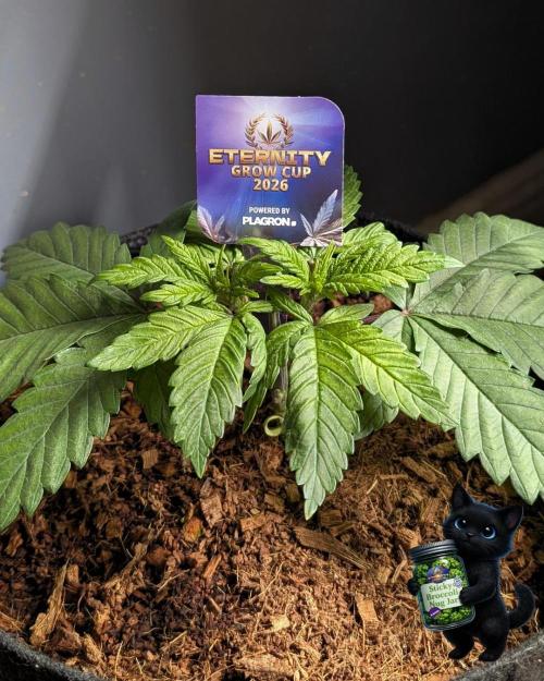 Eternity 2026. Week 4