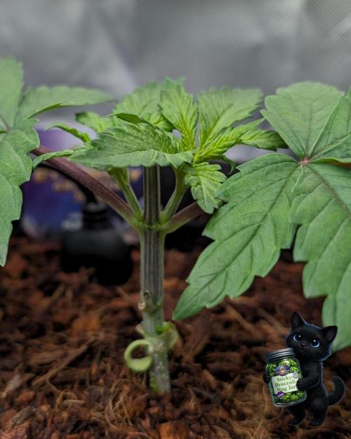 Eternity 2026. Week 4