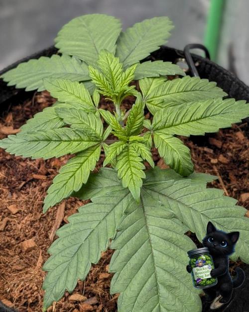 Eternity 2026. Week 4