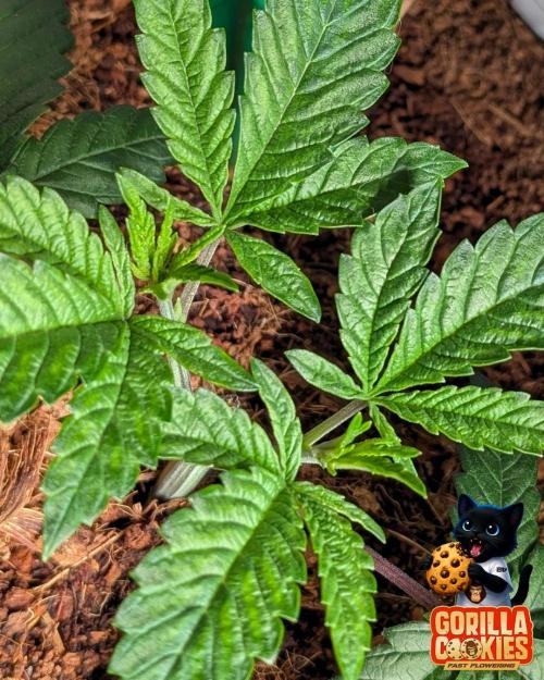 Fast Gorilla Cookies. Week 4