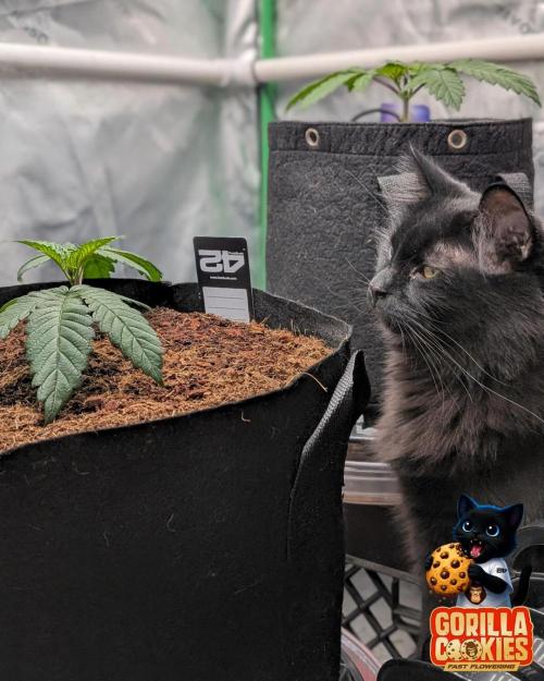 Fast Gorilla Cookies. Week 4