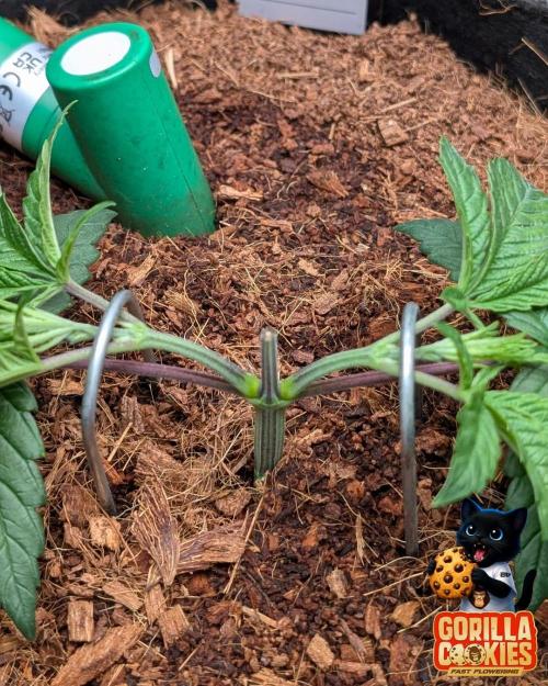 Fast Gorilla Cookies. Week 4