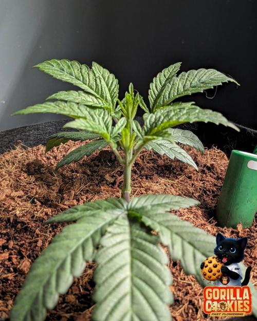 Fast Gorilla Cookies. Week 4