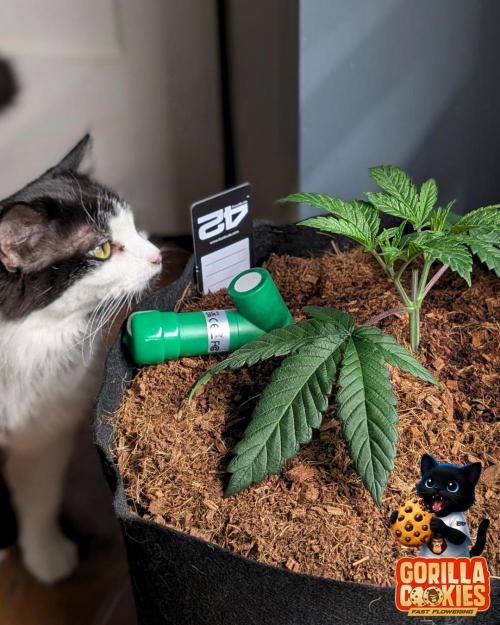 Fast Gorilla Cookies. Week 4