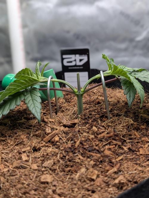 Fast Gorilla Cookies. Week 4