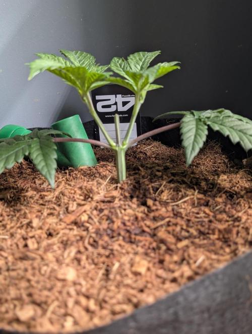 Fast Gorilla Cookies. Week 4