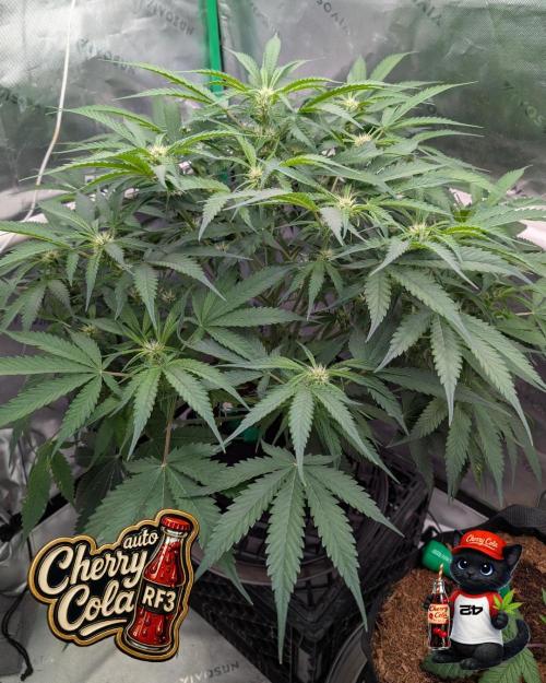 Cherry Cola RF3 to wash it down. Week 7