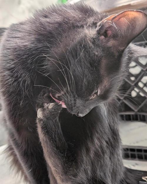 Cherry Cola RF3 to wash it down. Week 7