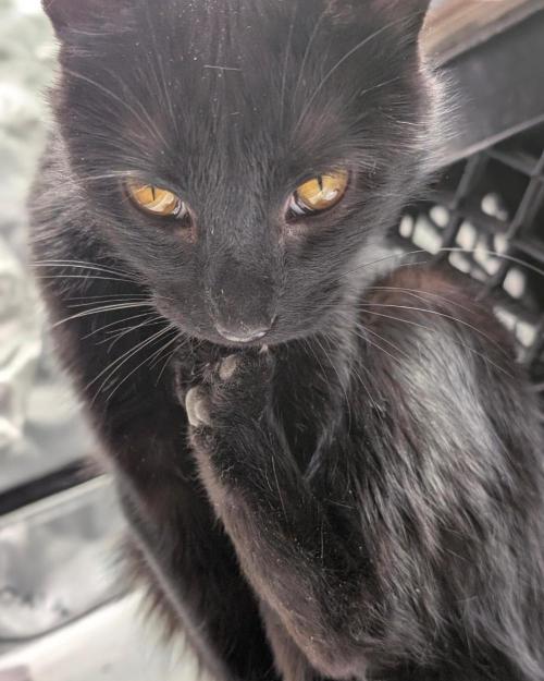 Cherry Cola RF3 to wash it down. Week 7