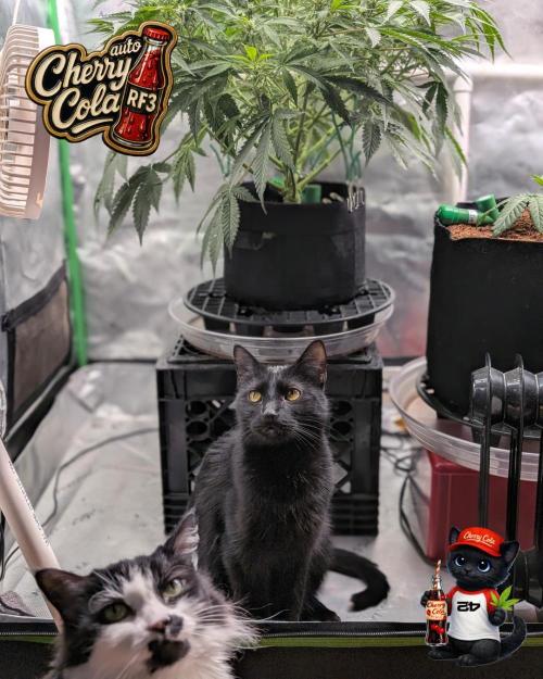 Cherry Cola RF3 to wash it down. Week 7