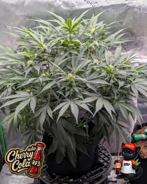 Cherry Cola RF3 to wash it down. Week 7