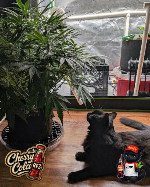 Cherry Cola RF3 to wash it down. Week 7