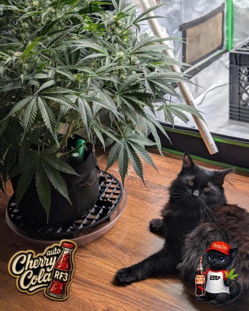 Cherry Cola RF3 to wash it down. Week 7